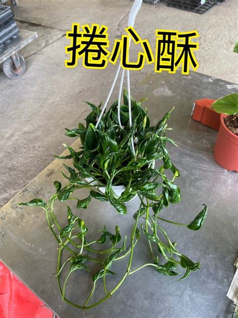 吊掛 植物